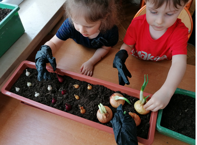 Dziewczynka i chłopiec sadzą cebulę  