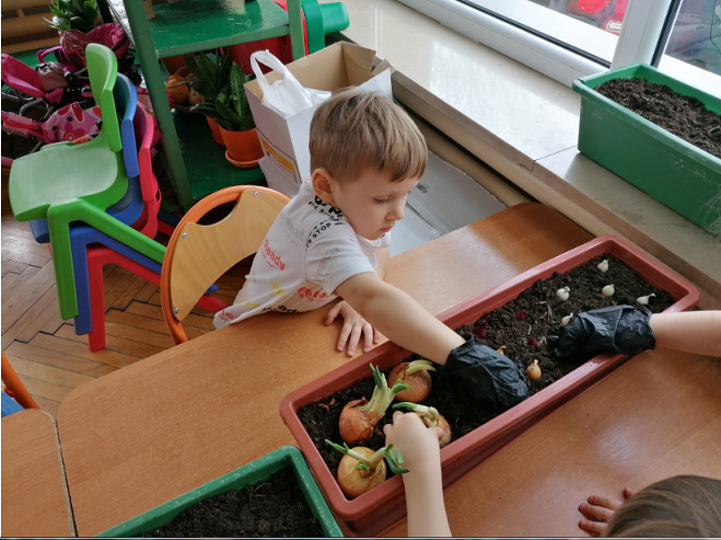 Chłopczyk sadzi cebulę
