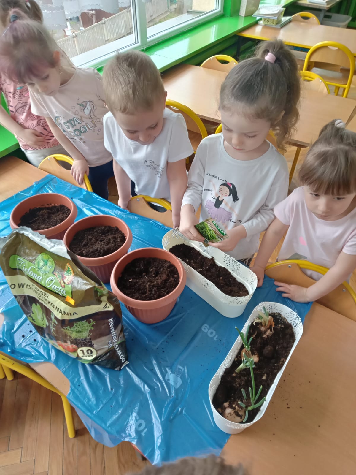 Dzieci sadzą nasioonka w doniczkach z ziemią