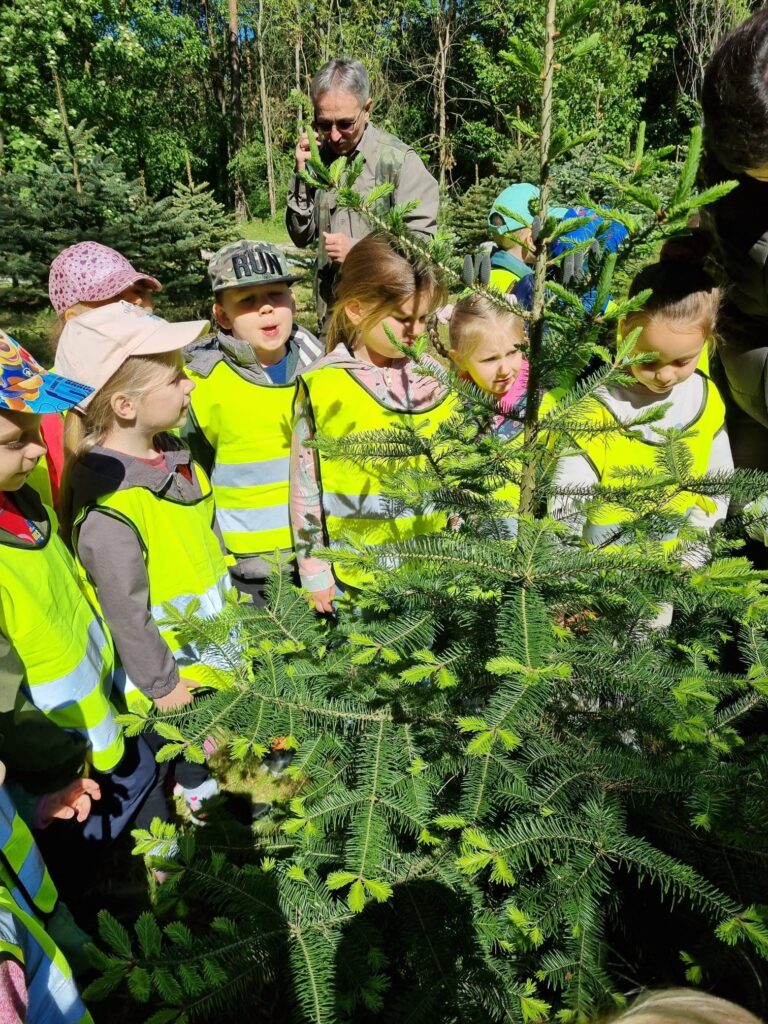 Dzieci poznają drzewa iglaste