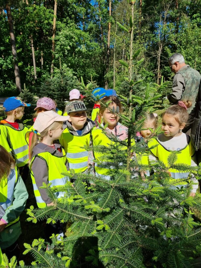 Dzieci poznają drzewa iglaste