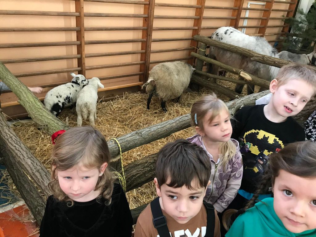 Dzieci oglądają zwierzęta z żywej szopki.