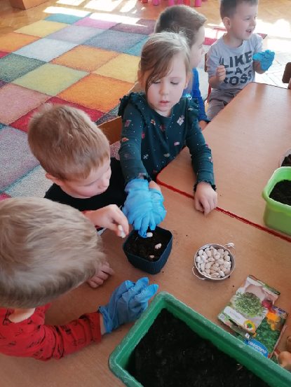 Dzieci sadzą fasolę